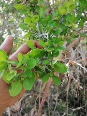 Erythroxylum havanense