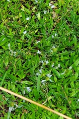 Richardia grandiflora