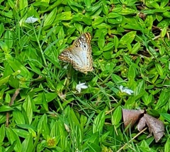 Anartia jatrophae