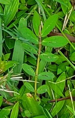 Euphorbia hyssopifolia