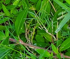 Richardia grandiflora