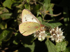 Colias vauthierii