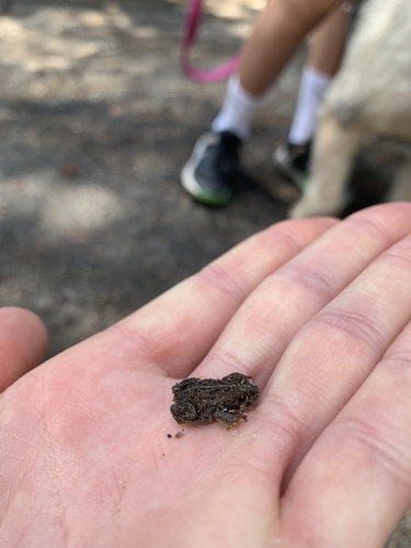 iNaturalist observation photo of Yosemite Toad