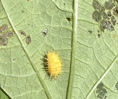 Epilachna varivestis