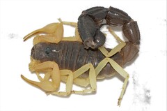 Parabuthus schlechteri