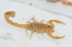 Uroplectes gracilior