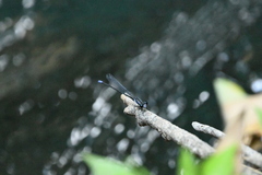 Argia frequentula
