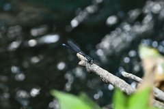 Argia frequentula