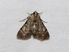Epipaschia superatalis