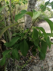 Sideroxylon celastrinum