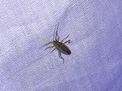 Stenodema trispinosum