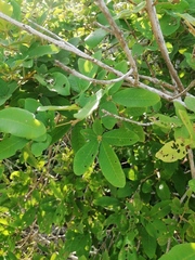 Vitex mollis