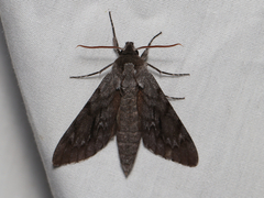 Lapara coniferarum