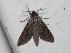 Lapara coniferarum