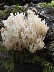 Artomyces piperatus