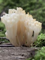 Artomyces piperatus
