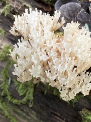 Artomyces piperatus