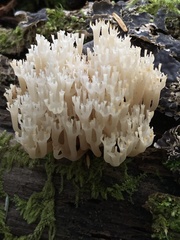Artomyces piperatus