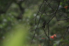 Lampornis amethystinus