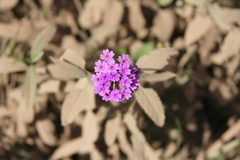 Glandularia scrobiculata
