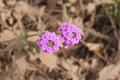 Glandularia scrobiculata