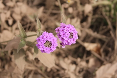 Glandularia scrobiculata