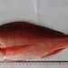 South Pacific Red Snapper - Photo (c) Alberto, some rights reserved (CC BY-NC), uploaded by Alberto