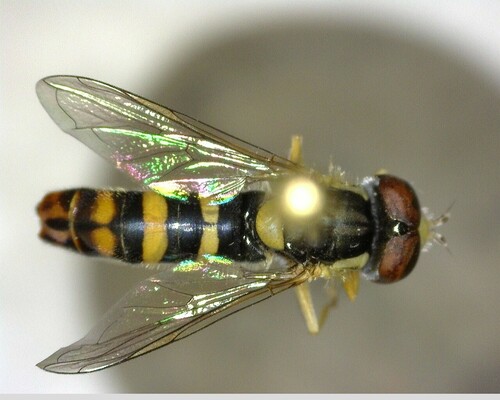 iNaturalist observation photo of Forked Globetail