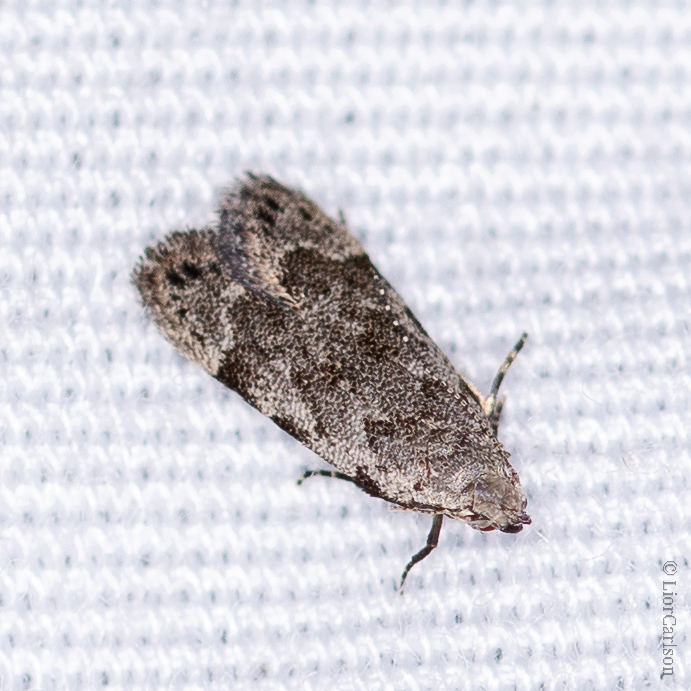 Anacampsis conclusella