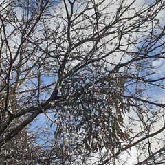 Muellerina eucalyptoides