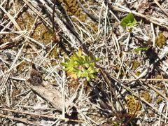 Dasiphora fruticosa