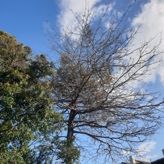 Muellerina eucalyptoides