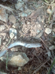 Chalcides chalcides