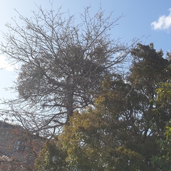 Muellerina eucalyptoides