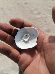 Crucibulum scutellatum