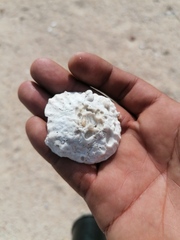 Crucibulum scutellatum