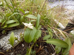 Corydalis magadanica