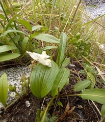 Corydalis magadanica