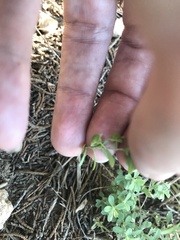 Phyllanthus polygonoides