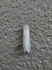 Schoenobiinae