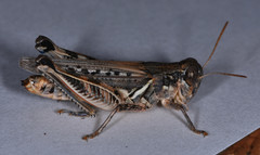 Melanoplus devastator