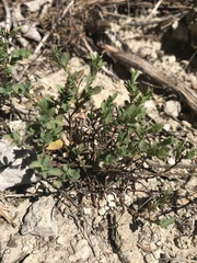 Phyllanthus polygonoides