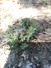 Phyllanthus polygonoides