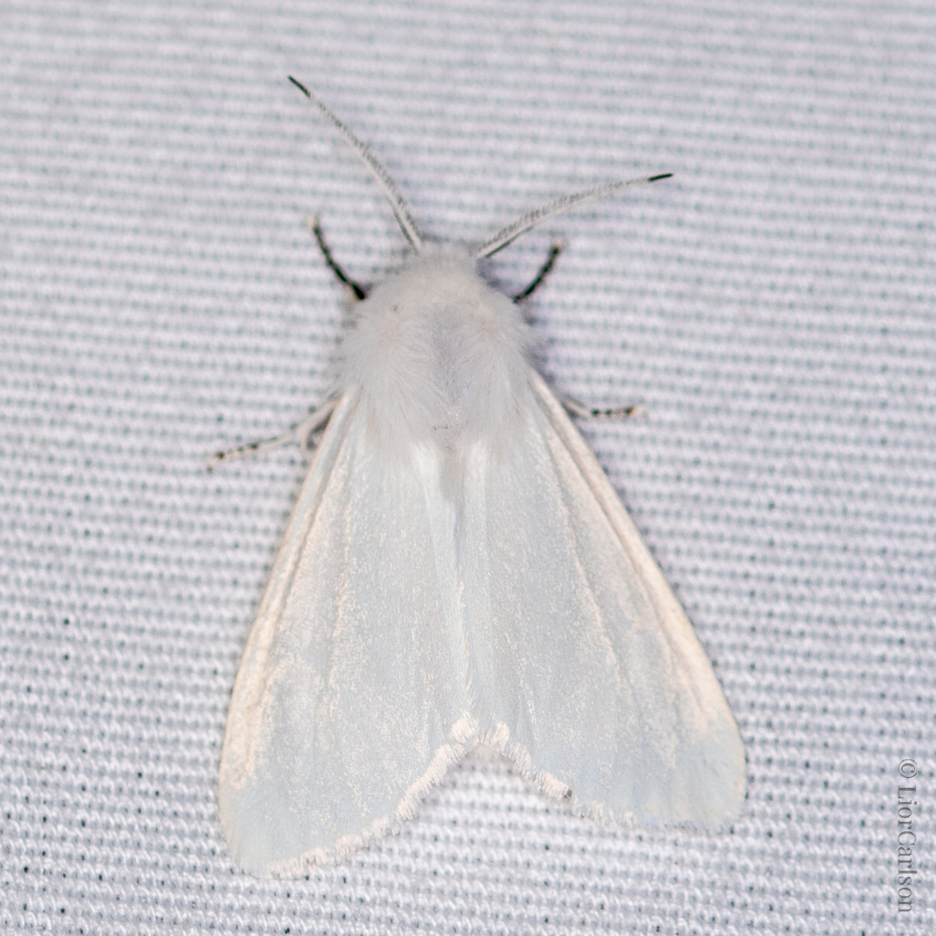 Fall Webworm Moth from 1507 U.S. Hwy 70A, Hillsborough, NC 27278, USA ...