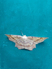 Euchlaena marginaria