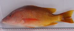 Lutjanus argentiventris