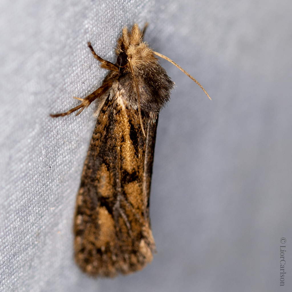Clemens' Grass Tubeworm Moth from 1507 U.S. Hwy 70A, Hillsborough, NC ...