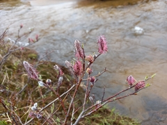 Salix saxatilis