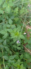 Cleome rutidosperma