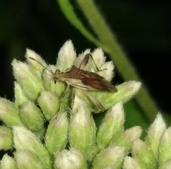 Harmostes fraterculus